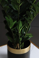 Zamiokulkas, kwiat doniczkowy w osłonce