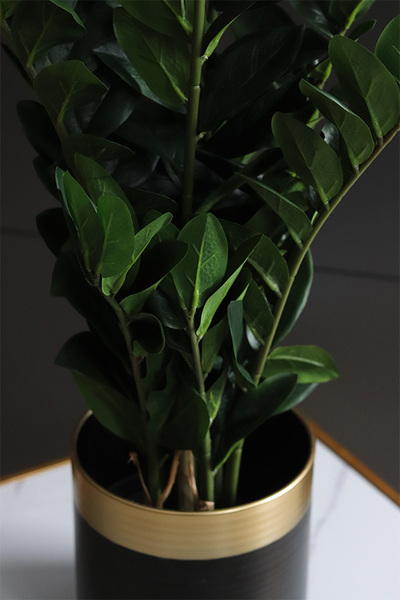 Zamiokulkas, kwiat doniczkowy w osłonce