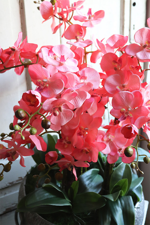 Koralovy, różowy storczyk w metalowej misie, wys.68cm