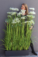 Ferdinando Lechuza, trawa w grafitowej donicy, wys.153cm