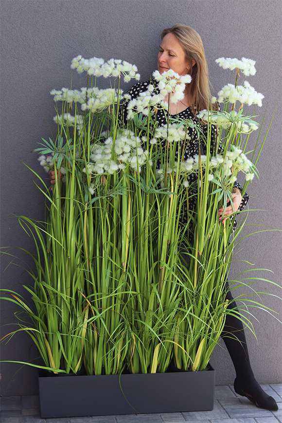 Ferdinando Lechuza, trawa w grafitowej donicy, wys.153cm