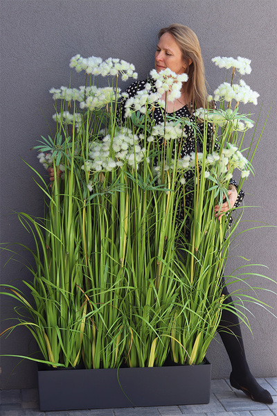 Ferdinando Lechuza, trawa w grafitowej donicy, wys.153cm