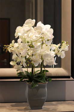 Eveline Grey, gumowy storczyk w donicy, wys.70cm