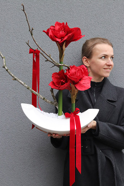 OD RĘKI Amarylis Callena, zimowa kompozycja z czerwonymi kwiatami, wys.56cm