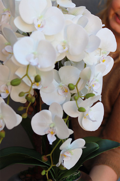 Betrana Pompadour Silver, gumowy storczyk w srebrnej misie, wys.65cm