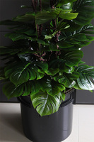 Monstera Saute Big, sztuczna roślina do twojej donicy