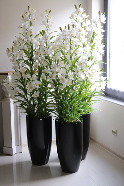 Ambasador Grande Fiberglass, efektowny storczyk w czarnej donicy