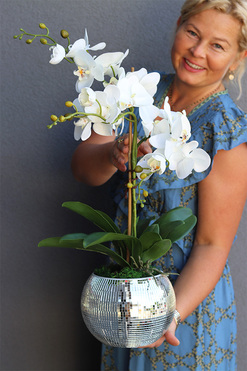 storczyk Explosion, Silver Ball 2, wys.57cm  