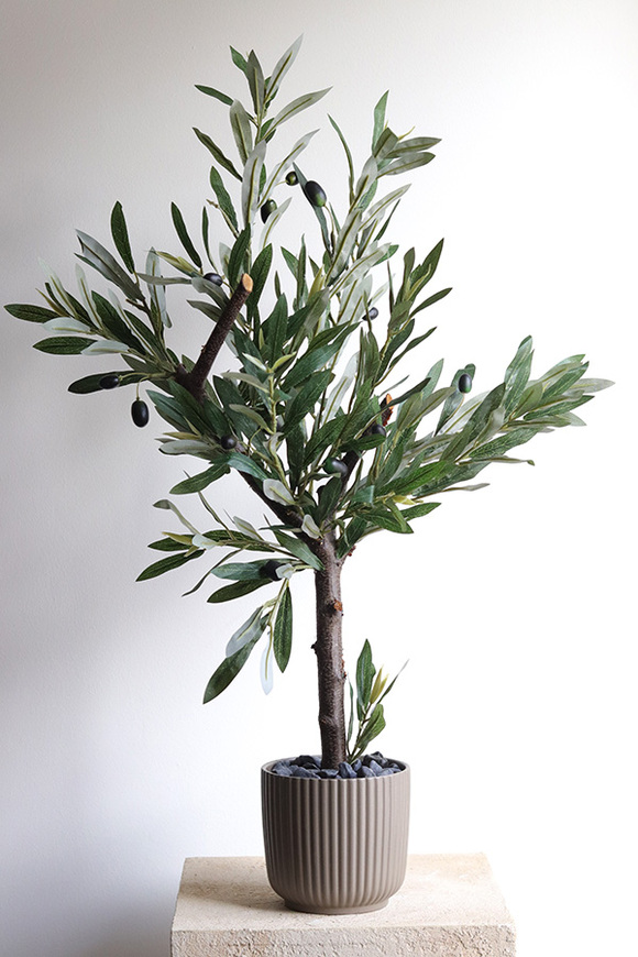 Oliwka Bolonia, sztuczne drzewko w osłonce