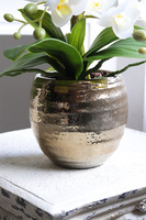 Gold Home, gumowy storczyk w złotym naczyniu