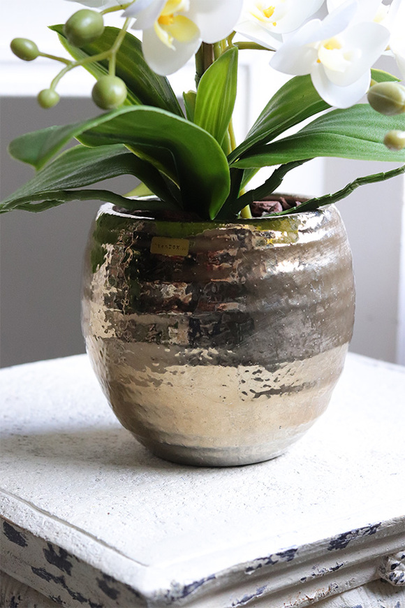 Gold Home, gumowy storczyk w złotym naczyniu