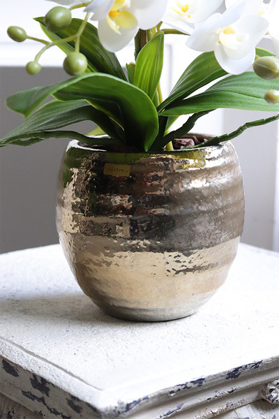 Gold Home, gumowy storczyk w złotym naczyniu