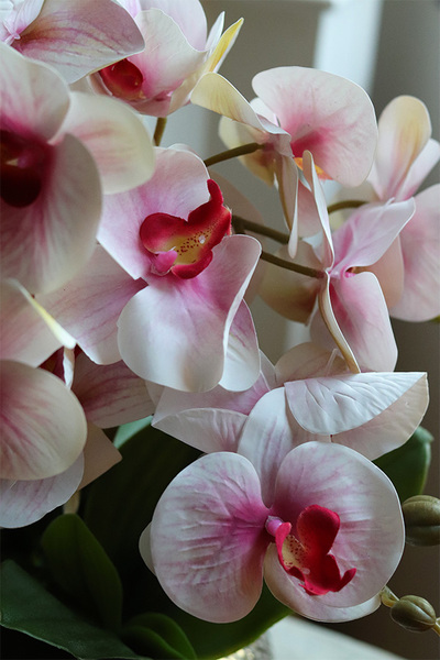 Pink Goldie, gumowy storczyk w złotej donicy