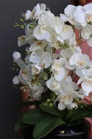 Gaina Black, wysokiej jakości sztuczny storczyk