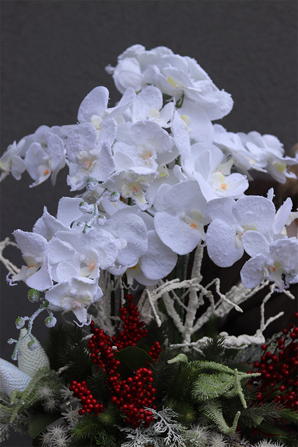 Zimowa Kraina Deluxe, elegancki storczyk zimowy