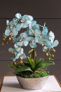 Blue Garden Simple, turkusowy storczyk w lustrzanej donicy, wys.56cm  