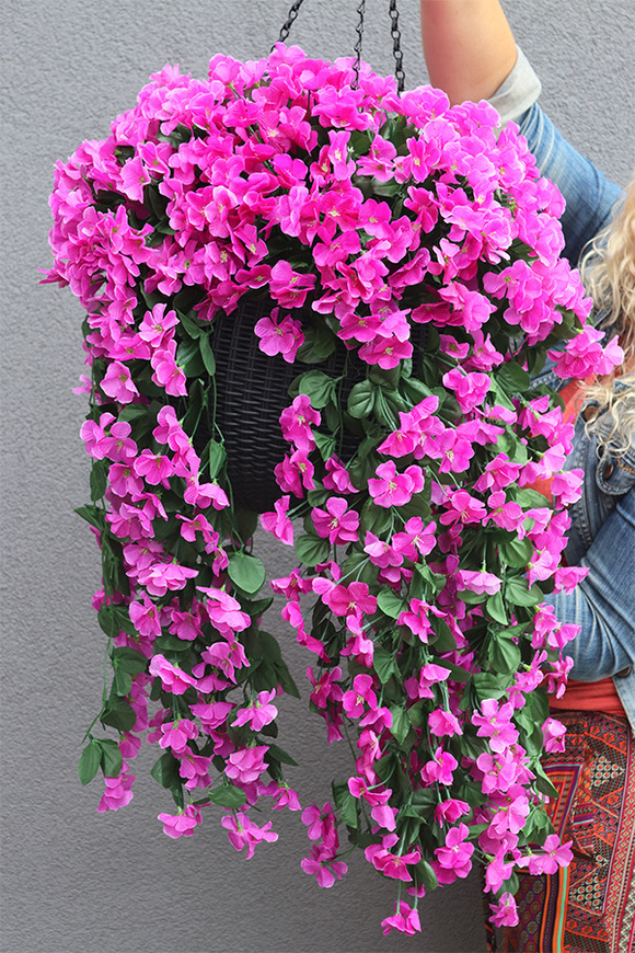 Zwisanna, różowa glicynia w wiszącej donicy