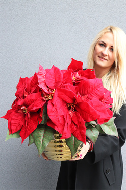 Gwiazda Betlejemska Goldimore B, wysokiej jakości sztuczna roślina, wym.40x45cm 