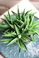 Gerda Aloes, sukulenty w srebrnej donicy, wym.27x24cm