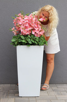 Pinke Mediolan, gumowy storczyk podłogowy w donicy