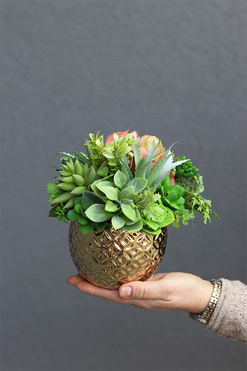 Gestree Goldisa, kompozycja z sukulentów, wys.19cm