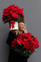 Gwiazda Betlejemska Klassika, wysokiej jakości sztuczna roślina