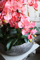 Koralovy, różowy storczyk w metalowej misie, wys.68cm