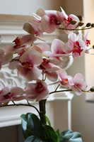 Lindasa, różowy gumowy storczyk