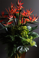 egzotyczna kompozycja, Strelicja Manhattan