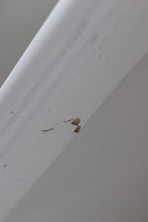 Bristol White, biblioteczka kredens