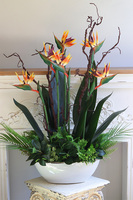 Strelicja Królewska Laos, egzotyczna kompozycja w donicy