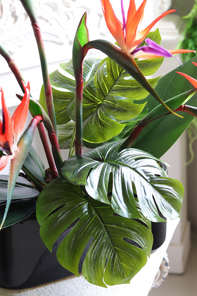 Strelicja Królewska Modern, kompozycja w czarnej donicy