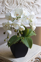 Black Metina, storczyk w białej donicy