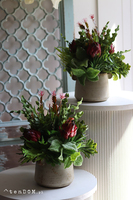 Prometia, kompozycja sukulenty w donicy