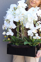 Banerra Black Nova, biały storczyk w prostokątnej donicy