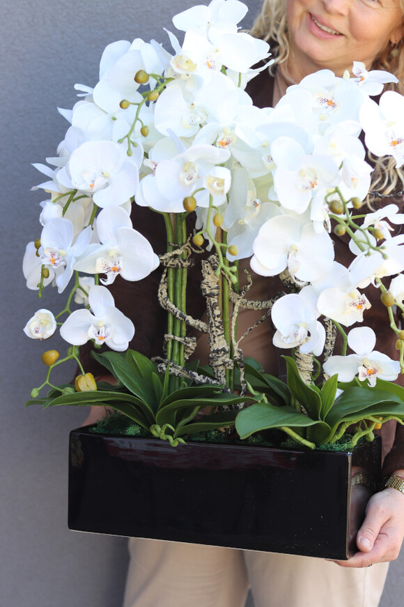 Banerra Black Nova, biały storczyk w prostokątnej donicy