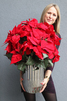 Gwiazda Betlejemska Silverro, wysokiej jakości sztuczna roślina