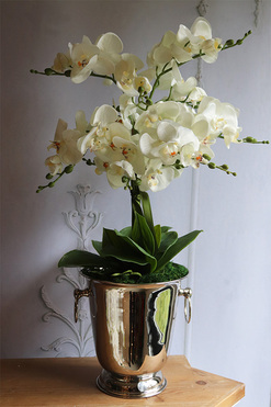 Calea Cooler 2, kremowy storczyk w naczyniu, wys.67cm