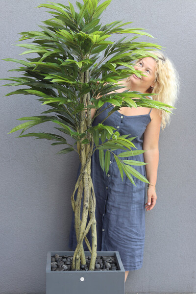 Mangowiec Concrete, sztuczna roślina w donicy