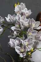 Newport Figaro, storczyk cymbydium w doniczce