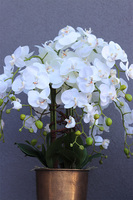 Złoty Dom, duży storczyk w pucharze