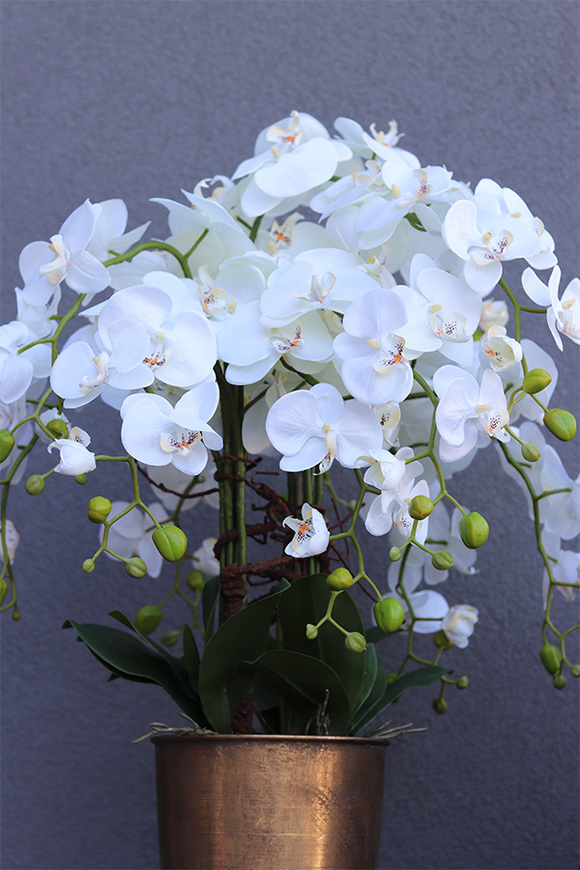 Złoty Dom, duży storczyk w pucharze