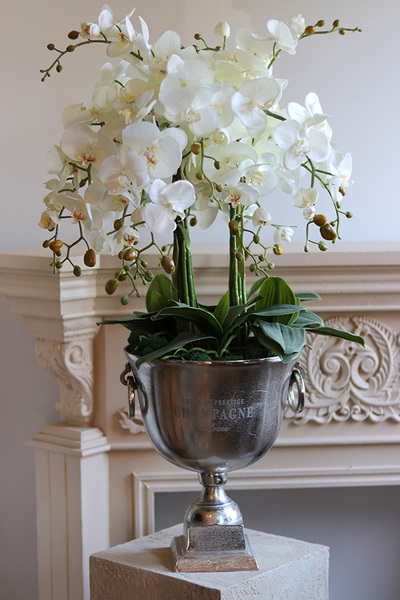 Deluxe Silver 2, storczyk w srebrnym pucharze