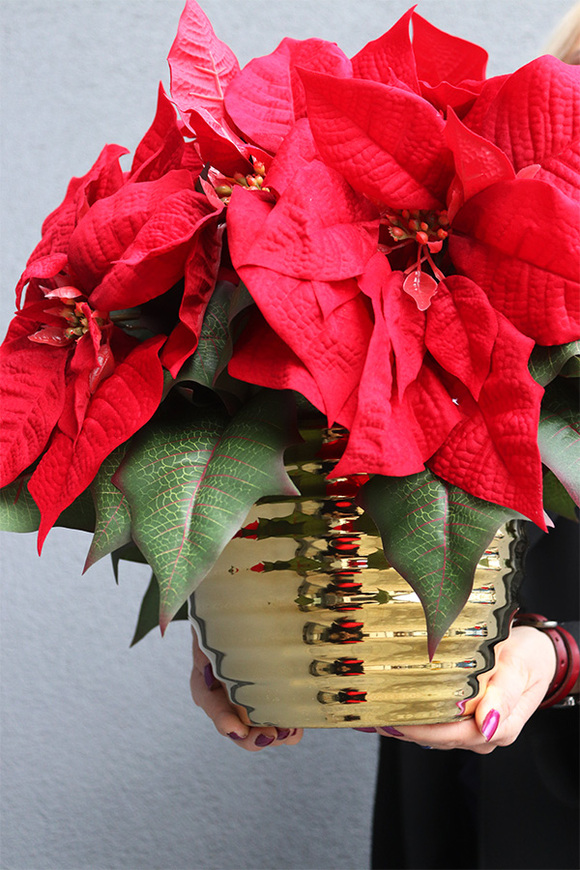 Gwiazda Betlejemska Goldimore B, wysokiej jakości sztuczna roślina, wym.40x45cm