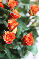 Róża Juliet, gałązka sztucznej róży, pomarańczowa