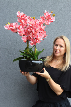 Cymbydium Glamour, gumowy storczyk w doniczce, wys.67cm