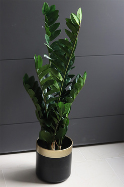 Zamiokulkas Cresina, kwiat doniczkowy w osłonce, wys.90cm 