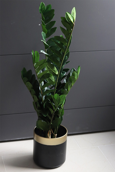 Zamiokulkas, kwiat doniczkowy w osłonce