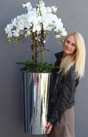 elegancki storczyk podłogowy w srebrnej donicy, Silverio, wys.130cm