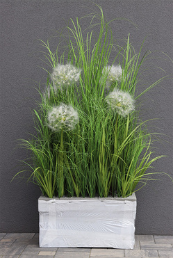 Klinno Saute, trawy z dmuchawcami do Twojej donicy, wys. 115cm